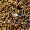 Pure Celery Seed Essential Oil