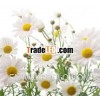 Experienced Supplier's of Pure Chamomile Oil
