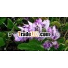 CLARY SAGE OIL