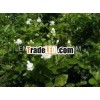 JASMINE OIL 100% PURE