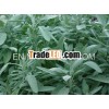 SAGE OIL