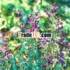 100% PURE CLARY SAGE OIL