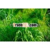 Bulk quanity Palmarosa oil