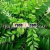Curry Leaf Oil/Pure Curry Leaf Oil/Natural Curry Leaf Oil/Organic Curry Leaf Oil