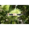 Melaleuca Alternifolia Tea Tree Oil