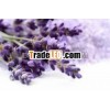 Essential Oil Producer Of Lavender