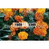 Marigold Water PURE