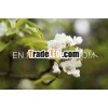 BENZOIN PURE OIL 100% PURE