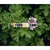 Pure & Natural Geranium Oil Perfumery Essential Oil