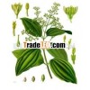 Cinnamon Leaf Oil