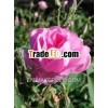Pure Rose Essential Oil - Rosa Damascena