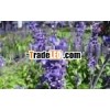 Lavender Essential Oil