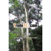 Eucalyptus Oil