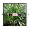 100% Natural and Pure Lemongrass Oil