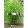 Pure Citronella Essential Oil - Java