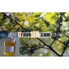 High Quality Eucalyptus Oil