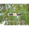 Eucalyptus Globules Oil