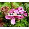 ROSE GERANIUM OIL
