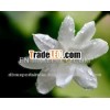 100% Jasmine Grandiflorum Oil