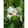 HYDECHIUM ROOT OIL