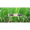 100% Natural LEMONGRASS OIL