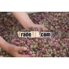 Rose Oil/Pure Rose Oil/Natural Rose Oil/Indian Rose Oil/Rose Otto