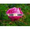 Pure Rose De Mai Absolute Oil