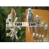 Organic Jasmine Absolute (jasmine grandi) - Jasmine Oil