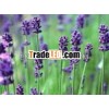 Lavender Oil for Aromatherapy & Massage
