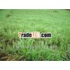Pure Citronella Essential Oil