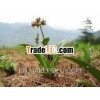 Pure Spikenard Essential Oil (Jatamansi Oil)