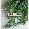 High Quality of Rosemary Oil