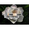 Gardenia absolute/ Gardenia Essential absolute oil/Gardenia Oil/Pure Essential absolute