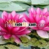 100% Pure and Natural Pink Lotus Absolute oil