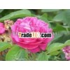 Rose absolute oil