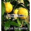 Bergamot Essential Oil For Skin Care
