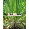 Pure Lemongrass Essential Oil