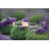100% PURE LAVENDER ESSENTIAL OIL