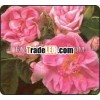 100% Pure & Natural Rose Oil