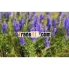 Natural Hyssop Essential Oil For Aromatherapy / Massage / Spa
