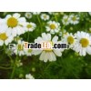 Pure German Chamomile Oil