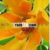 Champaca absolute oil/ Rose absolute oil/Jasmine absolute oil/Vetiver absolute oil