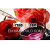 Best Manufacturer of Rose Oil