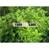 MARJORAM OIL 100% PURE