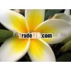 Frangipani absolute oil