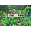 100% Pure Rose Oil