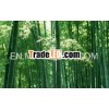 Nature beauty bamboo wall mural