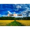 blue sky with country wallpaper for window