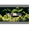 The jungle scenery wallpaper for decoration