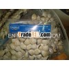Frozen Seafood